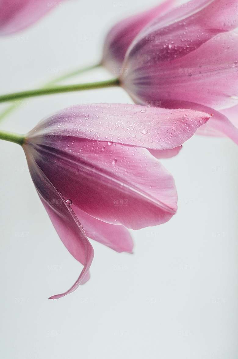 百合鲜花粉色花朵摄影