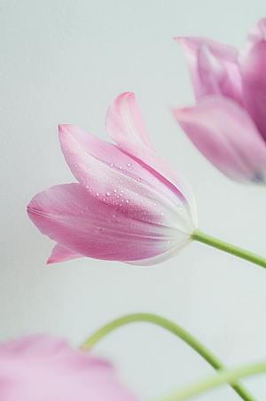 百合鲜花粉色花朵摄影