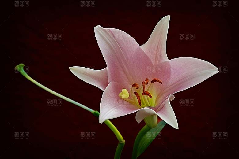 鲜花花朵花卉摄影