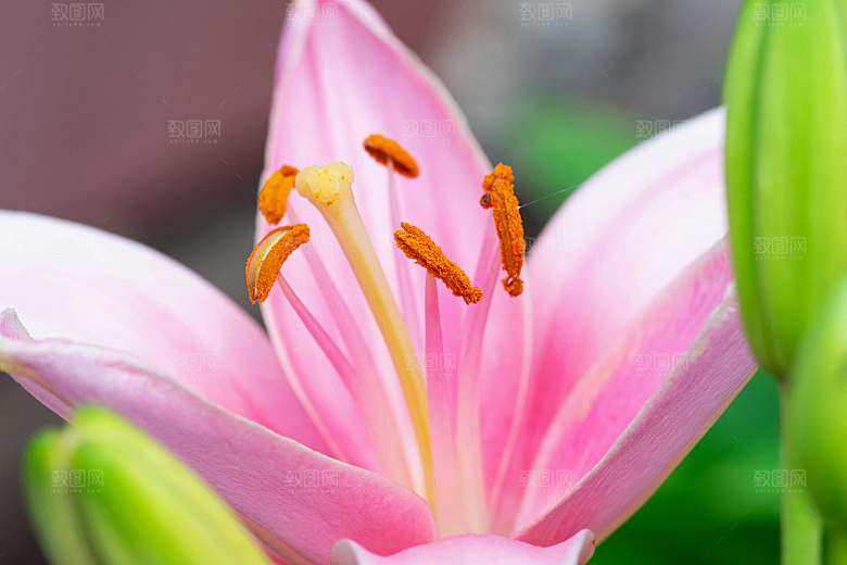 鲜花花朵花卉摄影