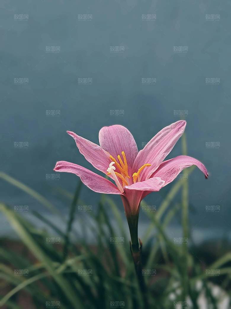 鲜花花朵花卉摄影