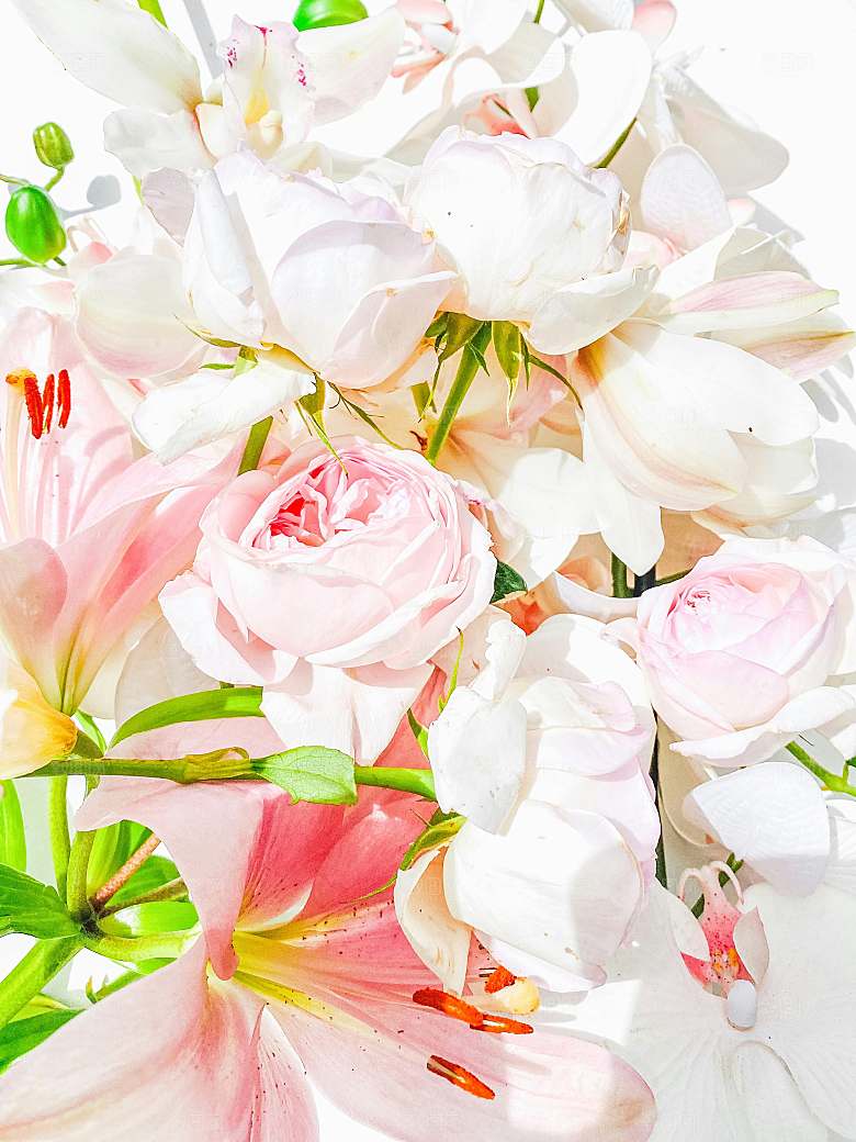 鲜花花朵花卉摄影