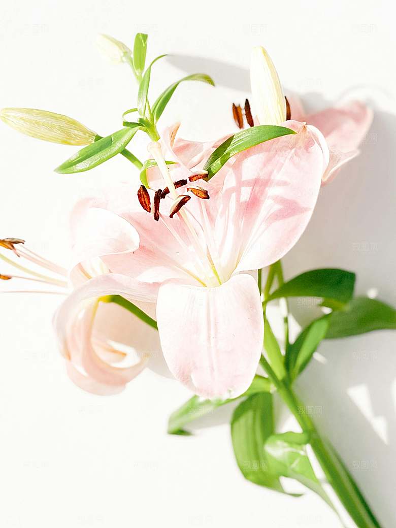 鲜花花朵花卉摄影