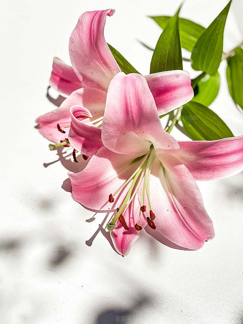 鲜花花朵花卉摄影