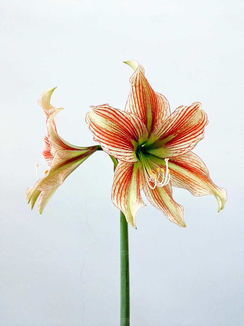 粉色百合鲜花摄影素材