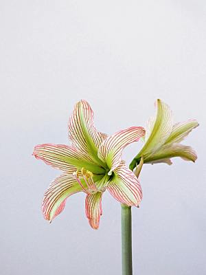 粉色百合鲜花摄影素材