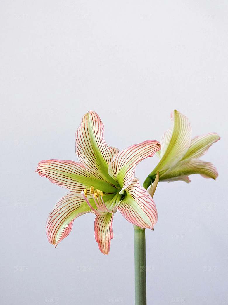 粉色百合鲜花摄影素材