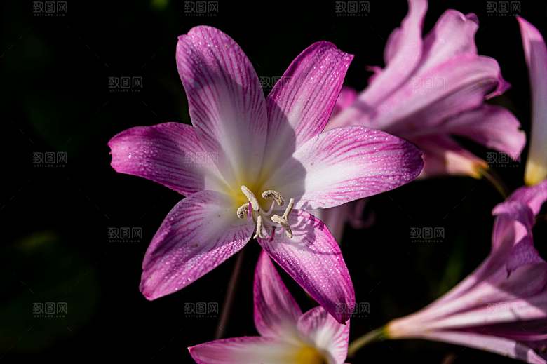 粉色百合鲜花摄影素材