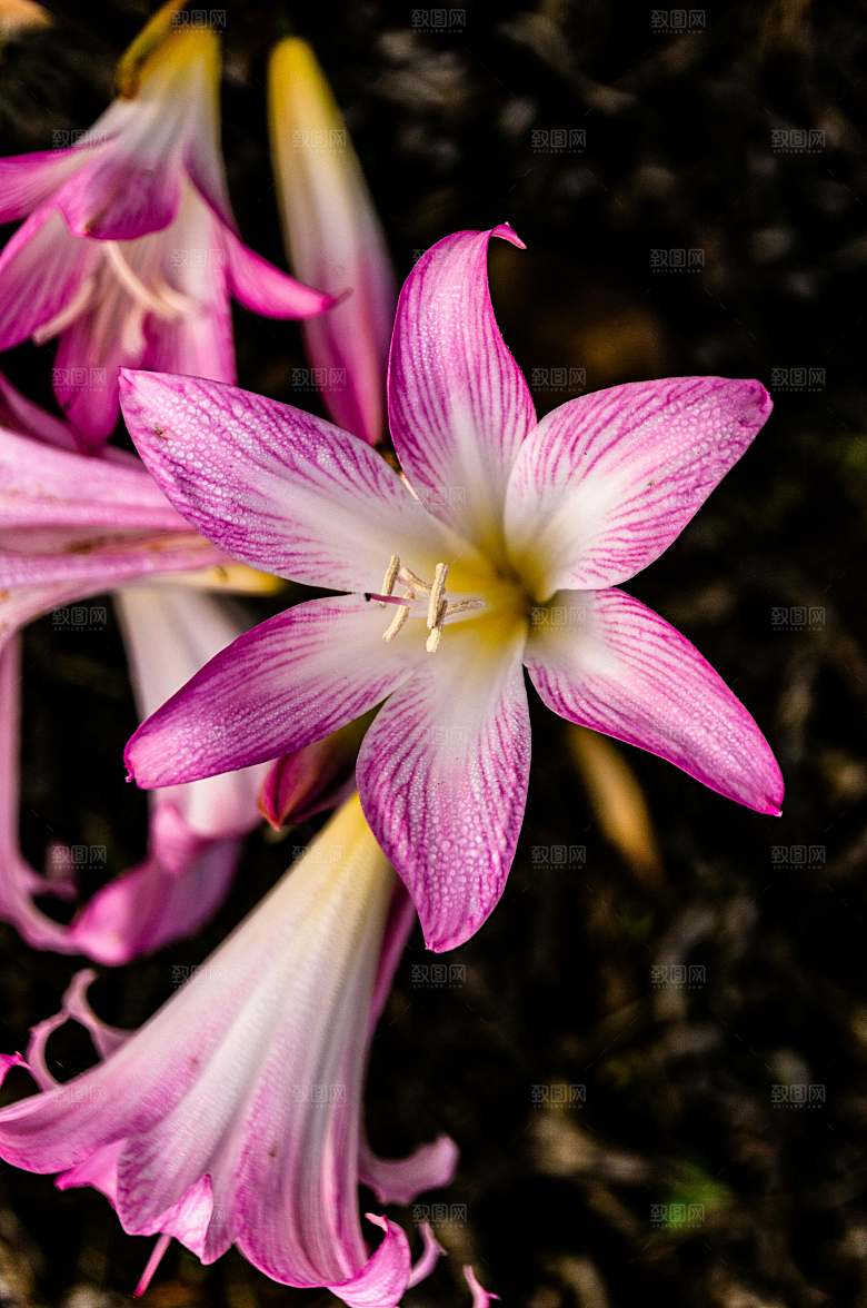 粉色百合鲜花摄影素材