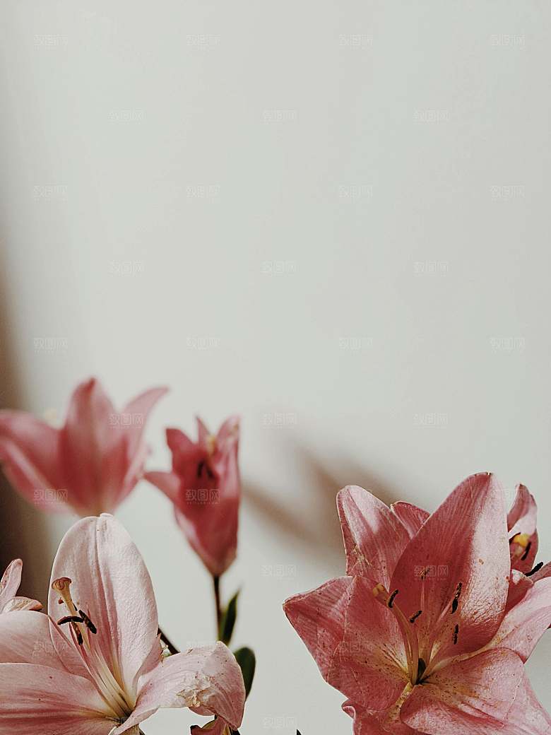 粉色百合鲜花摄影素材