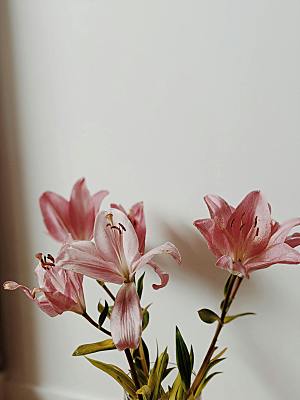 粉色百合鲜花摄影素材