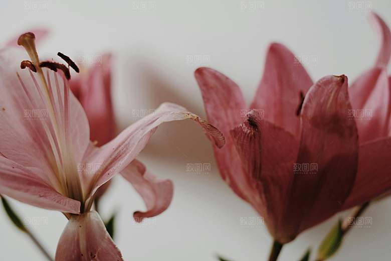 粉色百合鲜花摄影素材