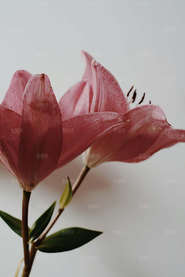 粉色百合鲜花摄影素材