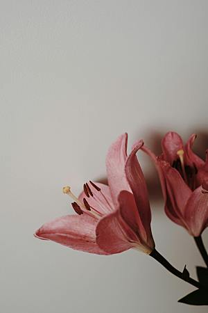 粉色百合鲜花摄影素材