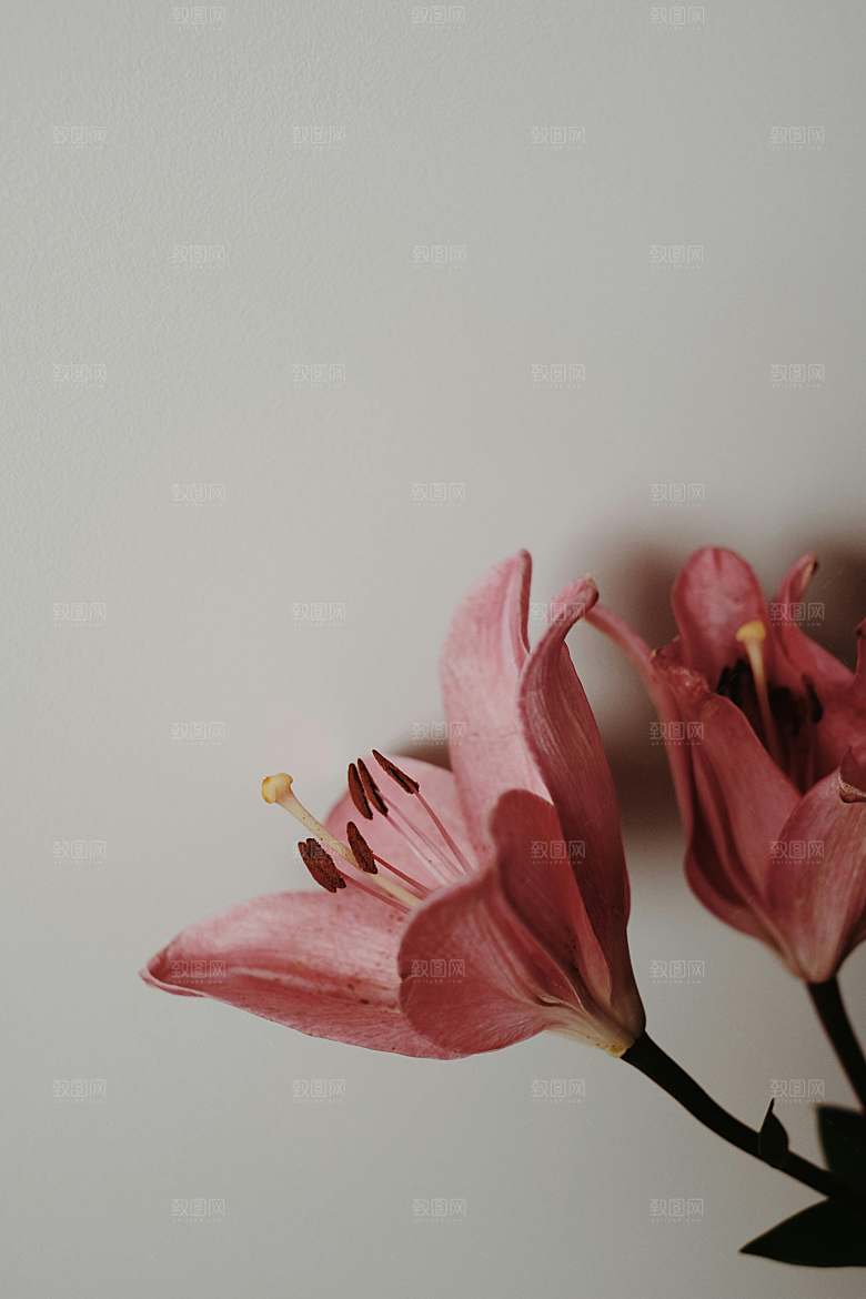 粉色百合鲜花摄影素材