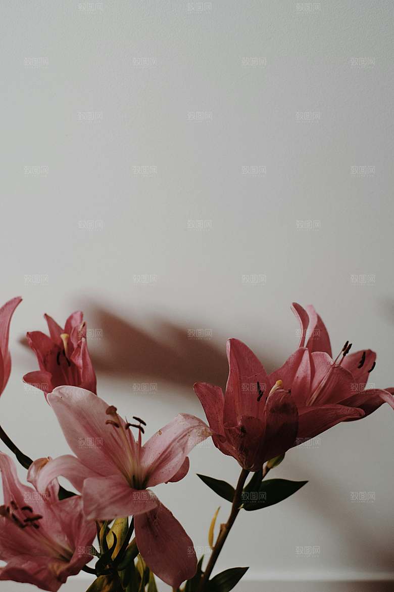 粉色百合鲜花摄影素材