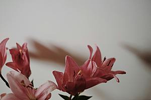 粉色百合鲜花摄影素材