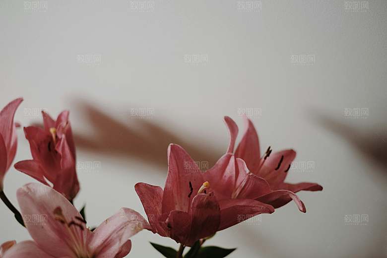 粉色百合鲜花摄影素材