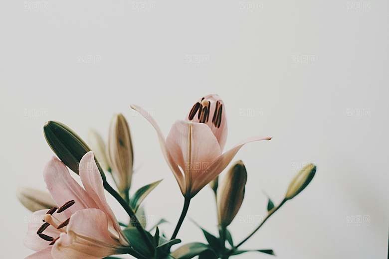 粉色百合鲜花摄影素材