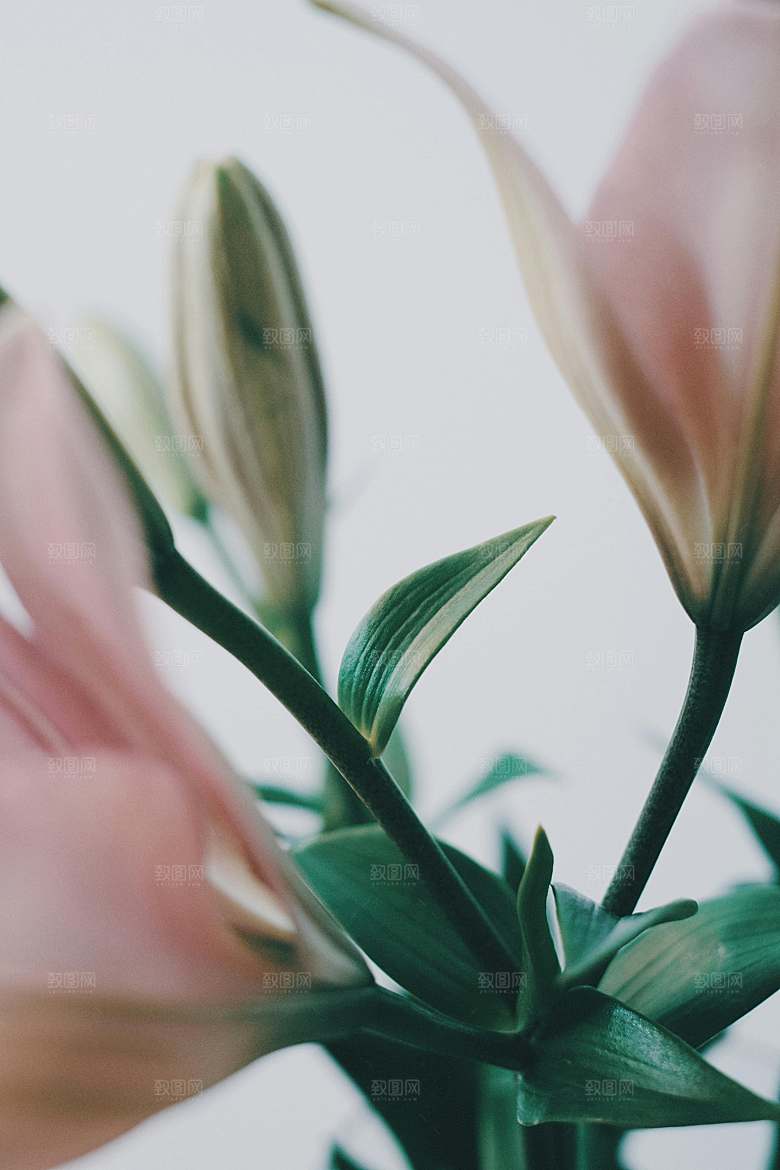 粉色百合鲜花摄影素材
