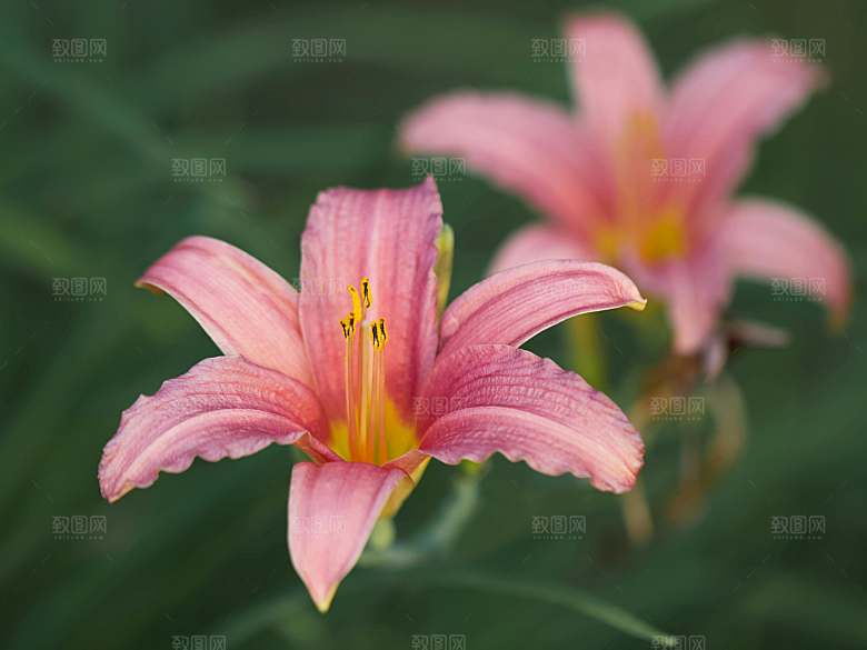 粉色百合鲜花摄影素材
