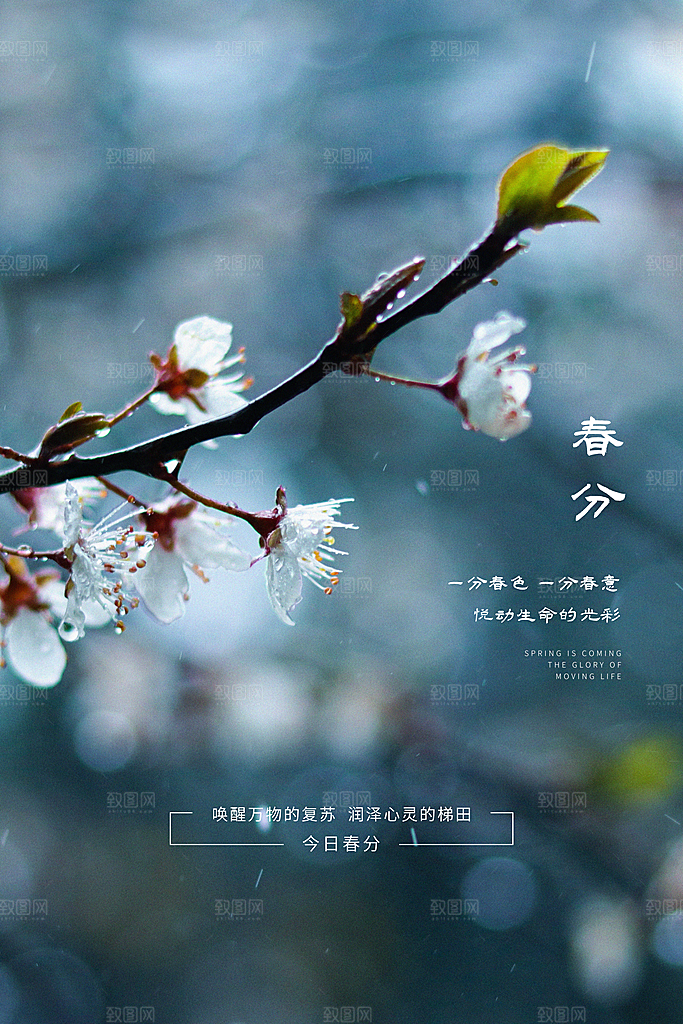 春分节气海报图片