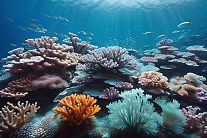 珊瑚世界的海底奇迹