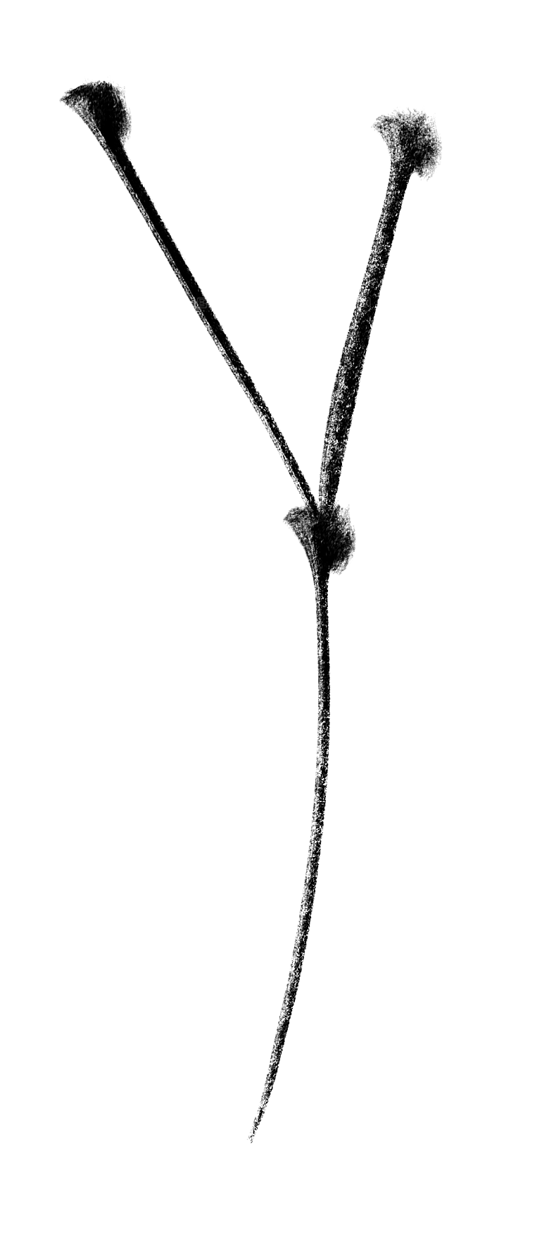 中国风水墨花鸟树木意境元素