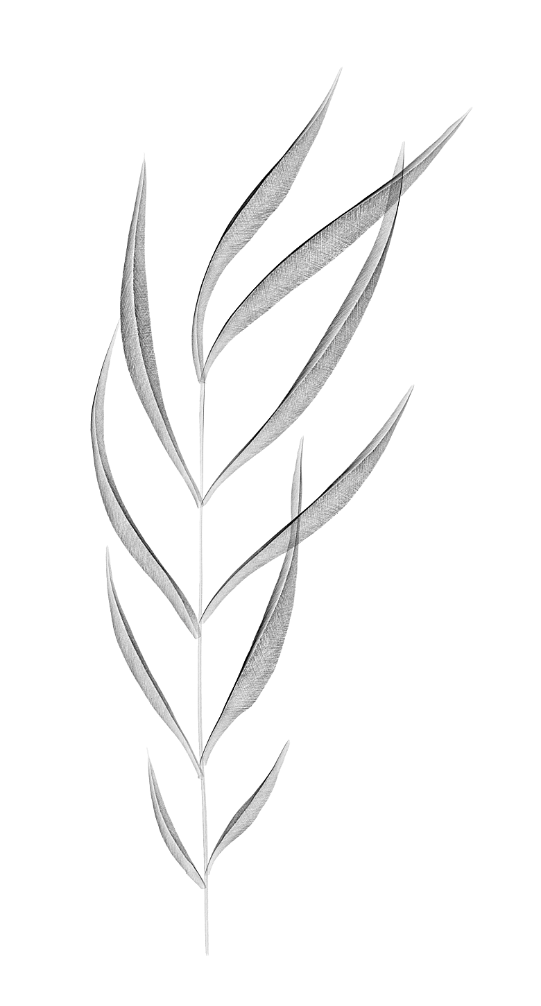 中式传统鱼花草贴图插画