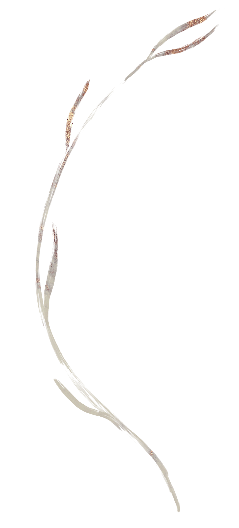 中式传统花卉花草贴图插画