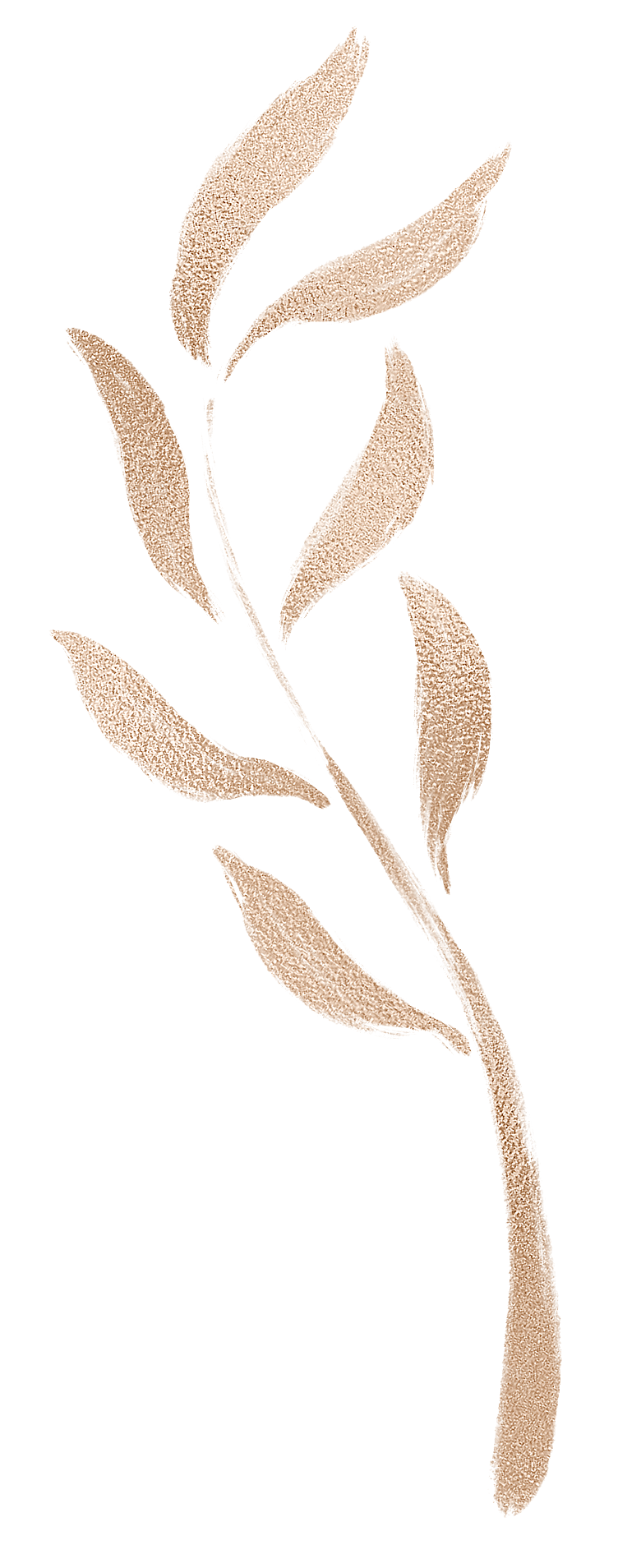 中式传统花卉花草贴图插画