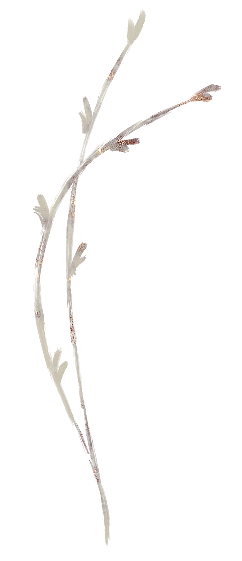 中式传统花卉花草贴图插画