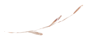 中式传统花卉花草贴图插画