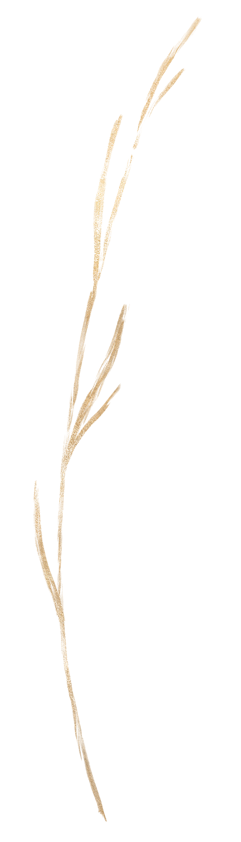 中式传统花卉花草贴图插画