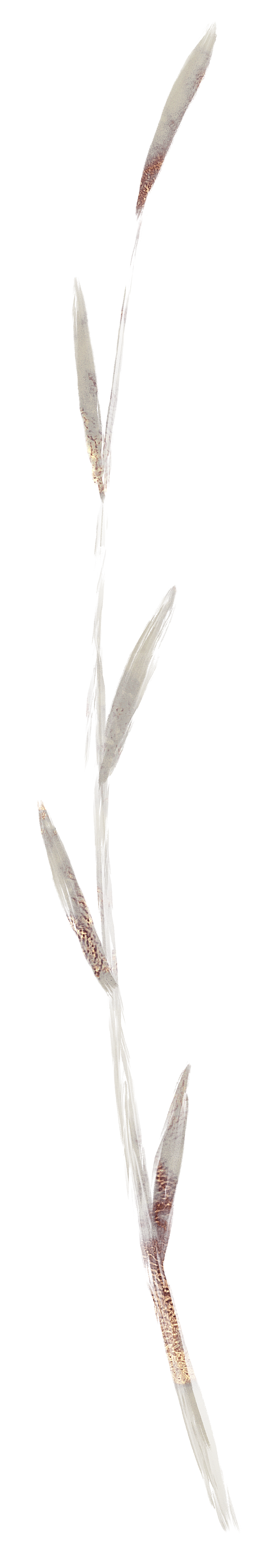 中式传统花卉花草贴图插画