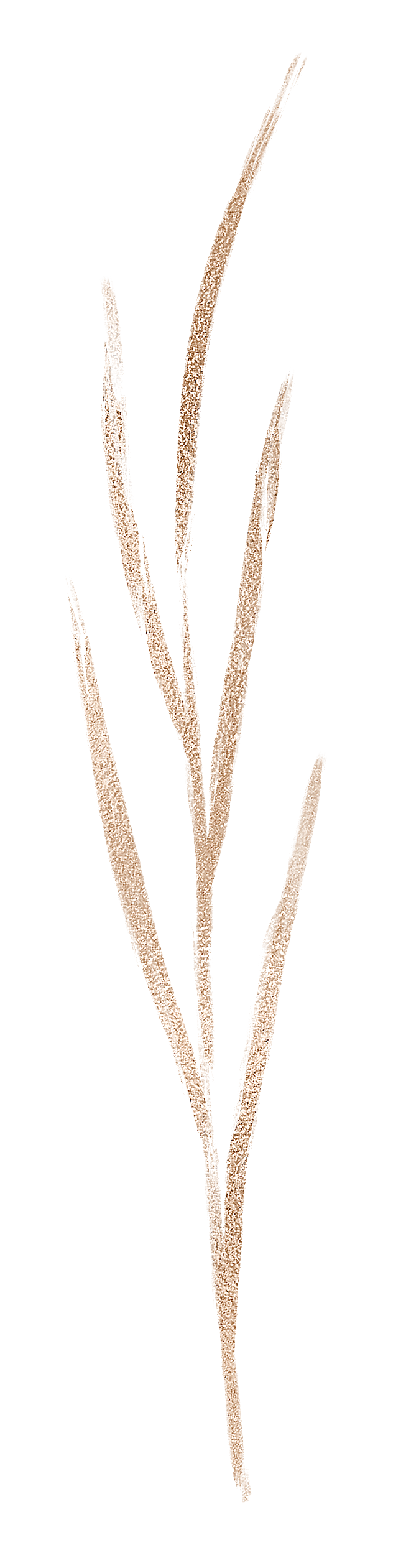 中式传统花卉花草贴图插画