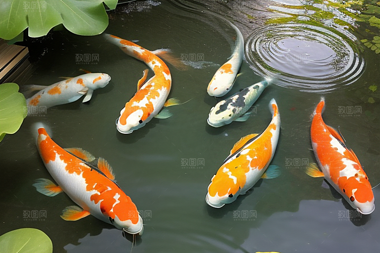 美丽的好运锦鲤迎接幸福的吉祥之兆