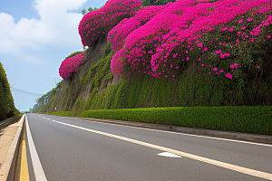 花海之旅探寻厦门环岛路的盛开三角梅