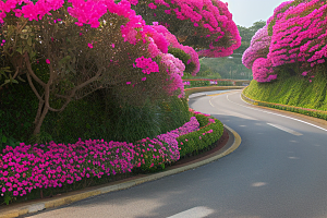 花海之旅探寻厦门环岛路的盛开三角梅