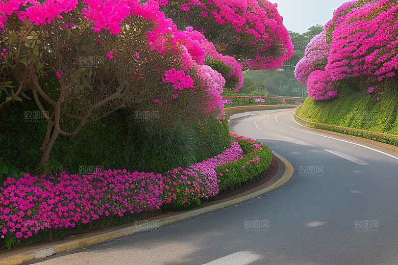花海之旅探寻厦门环岛路的盛开三角梅