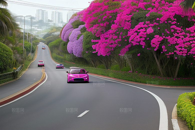 盛夏花海厦门环岛路的绚丽三角梅