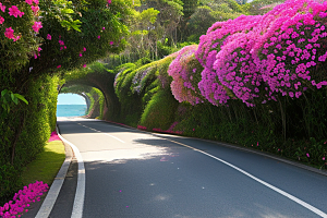 盛夏花海厦门环岛路的绚丽三角梅