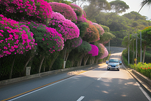 盛夏花海厦门环岛路的绚丽三角梅