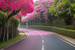 盛夏花海厦门环岛路的绚丽三角梅