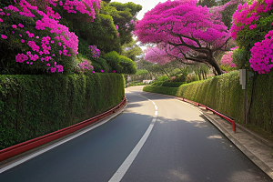 盛夏花海厦门环岛路的绚丽三角梅