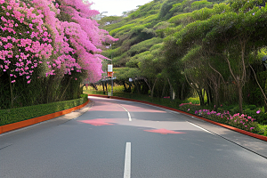 花海奇观厦门环岛路的绽放三角梅