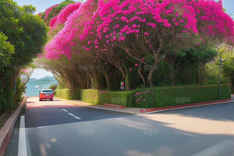 花海奇观厦门环岛路的绽放三角梅