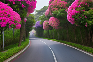 夏日仙境厦门环岛路的美丽三角梅