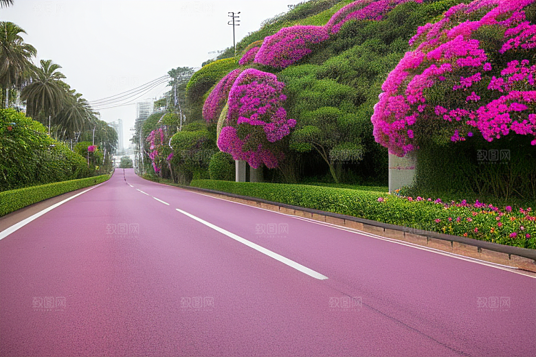 夏日仙境厦门环岛路的美丽三角梅
