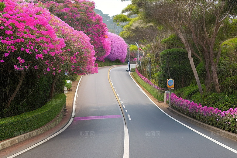 夏日仙境厦门环岛路的美丽三角梅